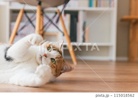 部屋で遊ぶ飼い猫 115018562