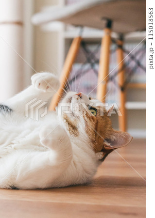 部屋で遊ぶ飼い猫 115018563