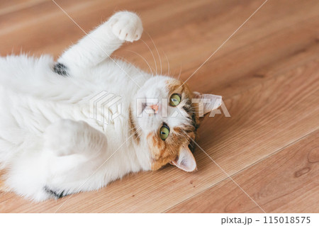 部屋で遊ぶ飼い猫 115018575