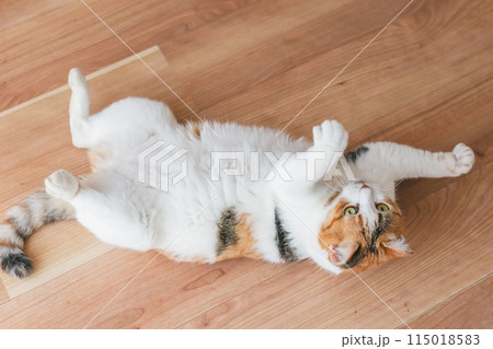 部屋で遊ぶ飼い猫 115018583