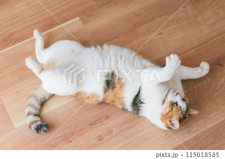 部屋で遊ぶ飼い猫 115018585