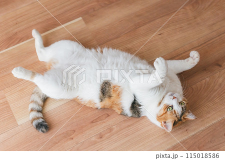 部屋で遊ぶ飼い猫 115018586