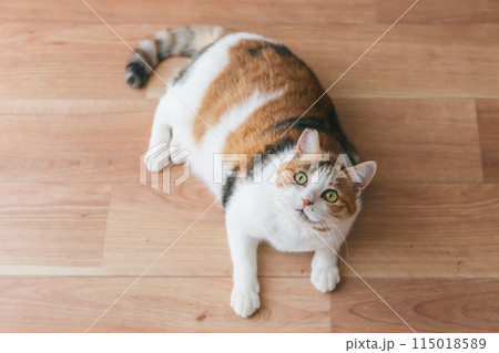 部屋で遊ぶ飼い猫 115018589