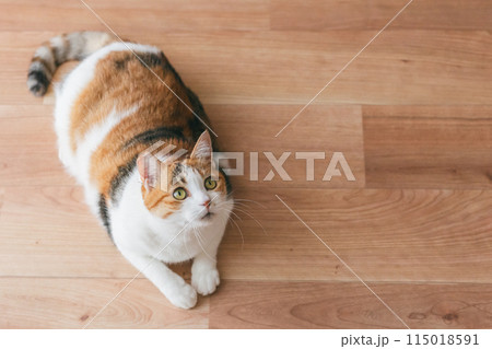 部屋で遊ぶ飼い猫 部屋で遊ぶ飼い猫 115018591