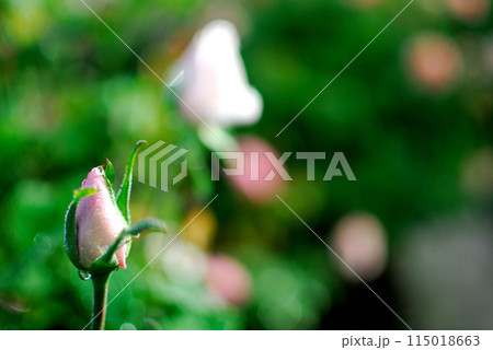 近所で見たバラの花 115018663