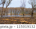 滋賀県高島市の春の針江浜湖畔風景です 115019132