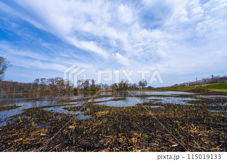 滋賀県高島市の春の針江浜湖畔風景です 115019133