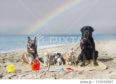 chihuahuas, malinois , rottweiller and beach 115019267
