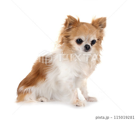 chihuahua in studio 115019281