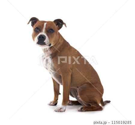 staffordshire bull terrier 115019285