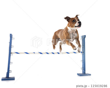 staffordshire bull terrier 115019286