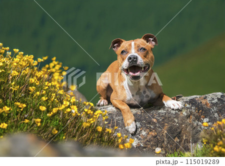 staffordshire bull terrier 115019289