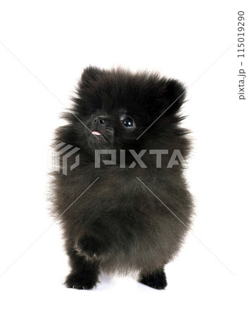 puppy pomeranian in studio 115019290