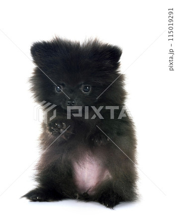 puppy pomeranian in studio 115019291