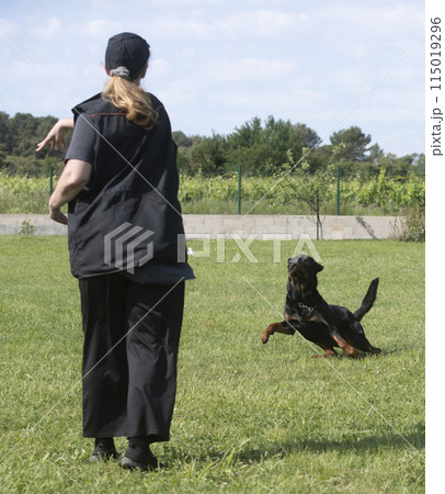 rottweiler training for competition 115019296