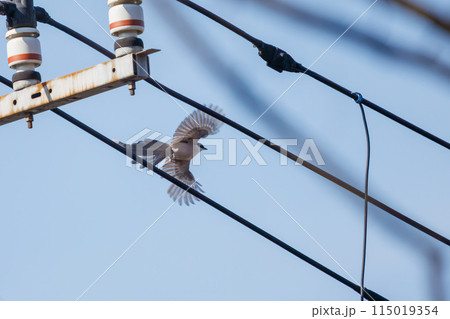 飛翔する美しいオナガ（カラス科）  日本国東京都文京区、小石川植物園にて。 2024年新春撮影。 115019354