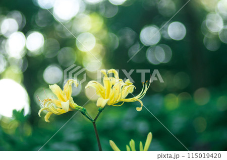 黄色いヒガンバナ 黄色いヒガンバナ 115019420