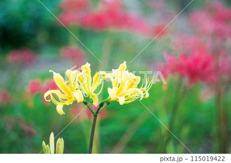 彼岸花 彼岸花 115019422