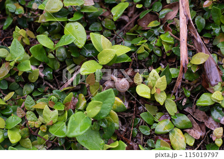 カタツムリと壁に生える湿った植物 カタツムリと壁に生える湿った植物 115019797