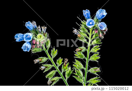 Blue Symphytum officinale flowers on a black background Blue Symphytum officinale flowers on a black background 115020012