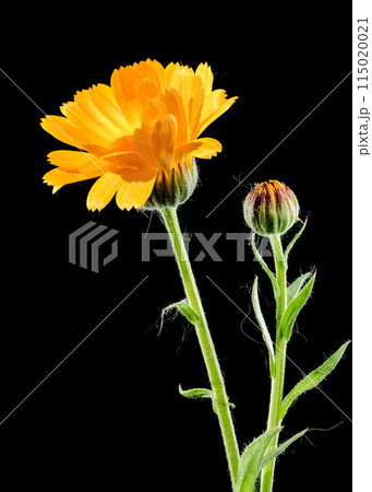 Orange Calendula officinalis on a black background Orange Calendula officinalis on a black background 115020021