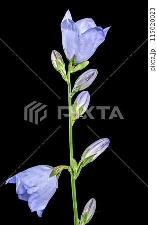 Blooming blue bellflower on a black background 115020023