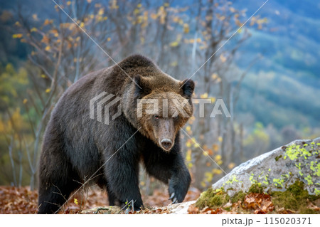 Large brown bear walking across forest 115020371