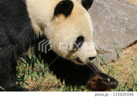 のしのし歩くジャイアントパンダ のしのし歩くジャイアントパンダ 115020398
