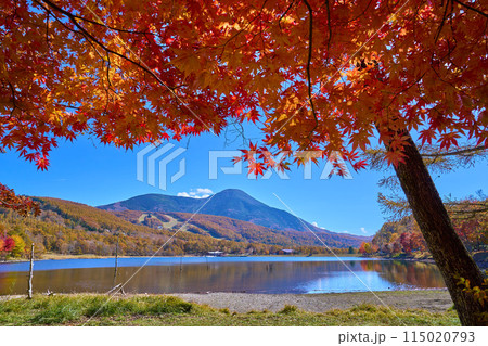 秋の長野県立科町の女神湖畔の紅葉越しに蓼科山方面を見る 秋の長野県立科町の女神湖畔の紅葉越しに蓼科山方面を見る 115020793