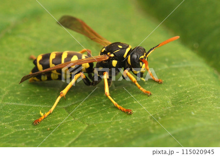 Closeup on a French paperwasp, Polistes dominula parasited by Xenos vesparum Closeup on a French paperwasp, Polistes dominula parasited by Xenos vesparum 115020945