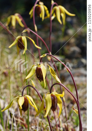 Closeup on the flowers of the endangered Oregon pitcher plant or cobra lily, Darlingtonia californica in Crescent city area, California 115020956