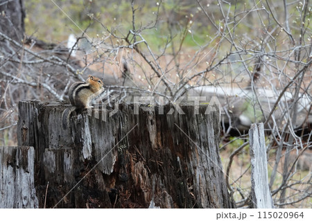 Closeup on a Golden-mantled ground squirrel, Callospermophilus lateralis on a tree stumb at Head of the Metolius , Oregon 115020964