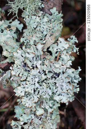 Vertical closeup on a grey monk's-hood lichen, Hypogymnia physodes in North Oregon, USA Vertical closeup on a grey monk's-hood lichen, Hypogymnia physodes in North Oregon, USA 115020966