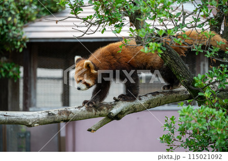 レッサーパンダ 115021092
