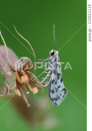 Closeup on a North- American Greya species moth, which feed on Saxifragaceae plant. Columbia river gorge 115021118