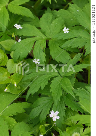 Vertical closeup on the flower of a pink purslane, candy flower, or Siberian miner's lettuce, Claytonia sibirica in Oregon Vertical closeup on the flower of a pink purslane, candy flower, or Siberian miner's lettuce, Claytonia sibirica in Oregon 115021121