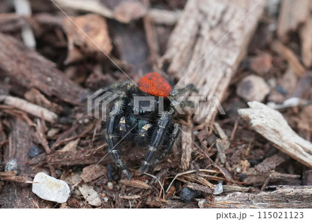 Closeup on a vivid red colored red-backed or Johnson jumping spider Phidippus johnsoni, Crescent city, California 115021123