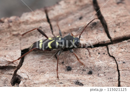 Closeup on the North-American wasp mimicking longhorn beetle, Clytus pacificus, Crescent city, California 115021125