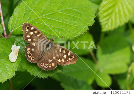 Closeup on the European brown speckled wood butterfly, Pararge aegeria with spread wings Closeup on the European brown speckled wood butterfly, Pararge aegeria with spread wings 115021172