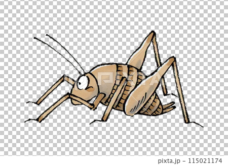 カマドウマ カマドウマ 115021174