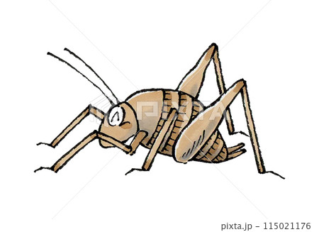 喜ぶカマドウマ 喜ぶカマドウマ 115021176