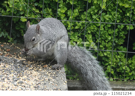 Closeup on a cute and fluffy Western Gray Squirrel, Sciurus griseus, searching for food at the bird feeder in the garden, Coquille, Oregon Closeup on a cute and fluffy Western Gray Squirrel, Sciurus griseus, searching for food at the bird feeder in the garden, Coquille, Oregon 115021234