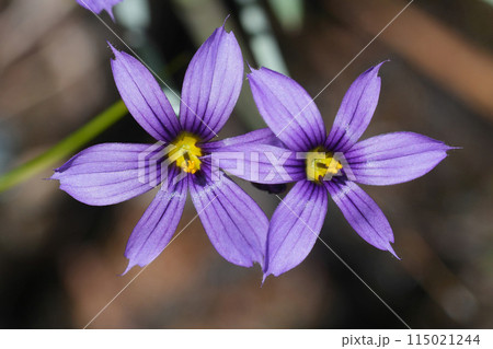 Closeup on two colorful flowers Idaho blue-eyed grass wildflower, Sisyrinchium idahoense Closeup on two colorful flowers Idaho blue-eyed grass wildflower, Sisyrinchium idahoense 115021244