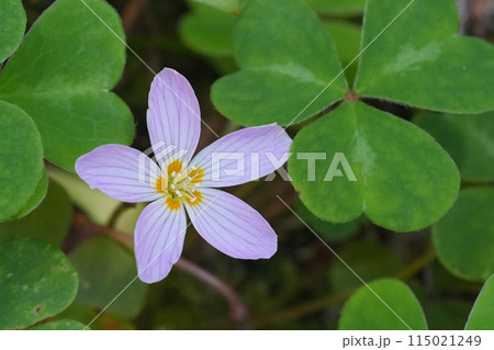 Closeup on the sublte purple flower of the redwood sorrel or Oregon oxalis oregana wildflower Closeup on the sublte purple flower of the redwood sorrel or Oregon oxalis oregana wildflower 115021249