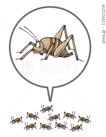 カマドウマの集団 115021259