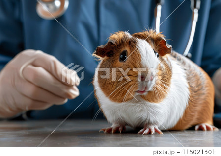 veterinarian examining guinea pig at pet clinic 115021301