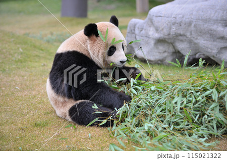 おいしそうに竹を食べる梅浜 おいしそうに竹を食べる梅浜 115021322