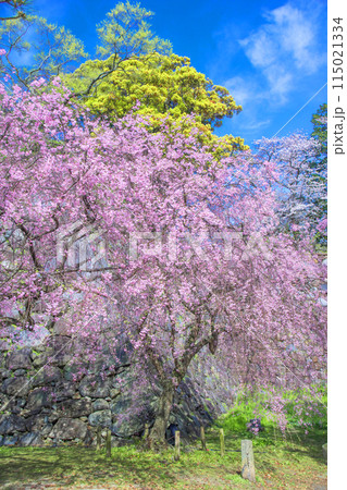 福岡城のしだれ桜 115021334