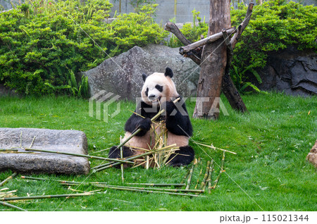 竹を食べるジャイアントパンダ 115021344