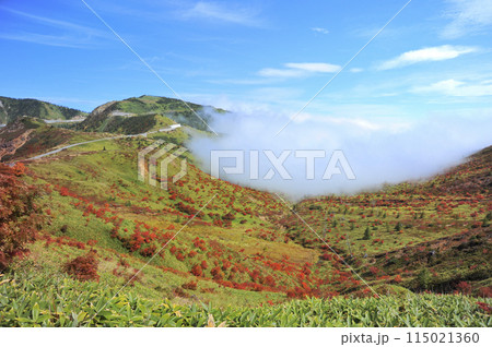 草津白根山の紅葉と雲海 115021360